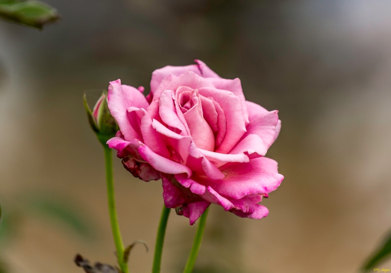 Pink Rose.jpg